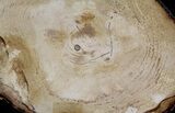 Petrified Wood Slab - Sweethome, Oregon #25903-2